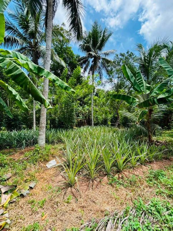 Land for sale
